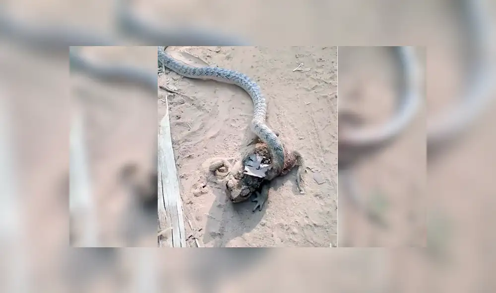 Desliza para ver la pelea entre una serpiente y una rana que es viral en YouTube. Foto: Captura. Desliza para ver la pelea entre una serpiente y una rana que es viral en YouTube. Foto: Captura.