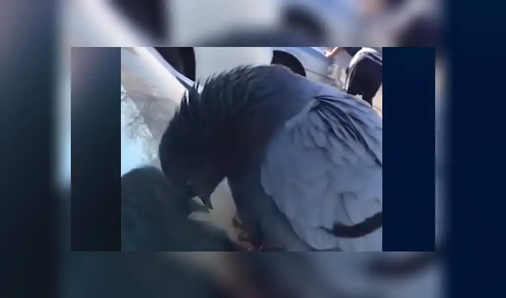 Facebook viral: paloma se duerme sobre un auto y dueño la despierta de la peor forma [VIDEO]