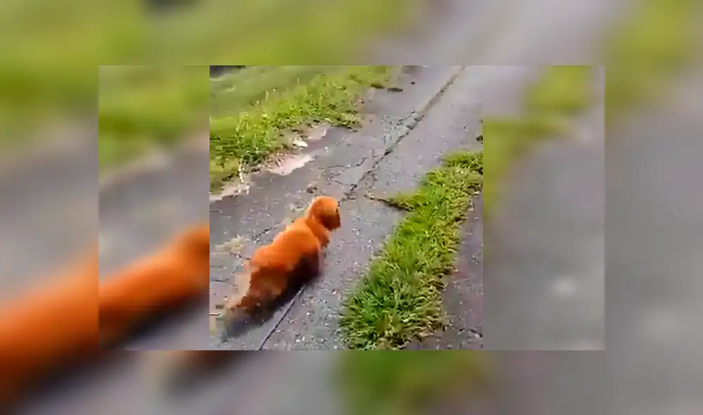 En Facebook, un chico paseaba con su perro y fingió desmayarse para ver la reacción de su mascota.