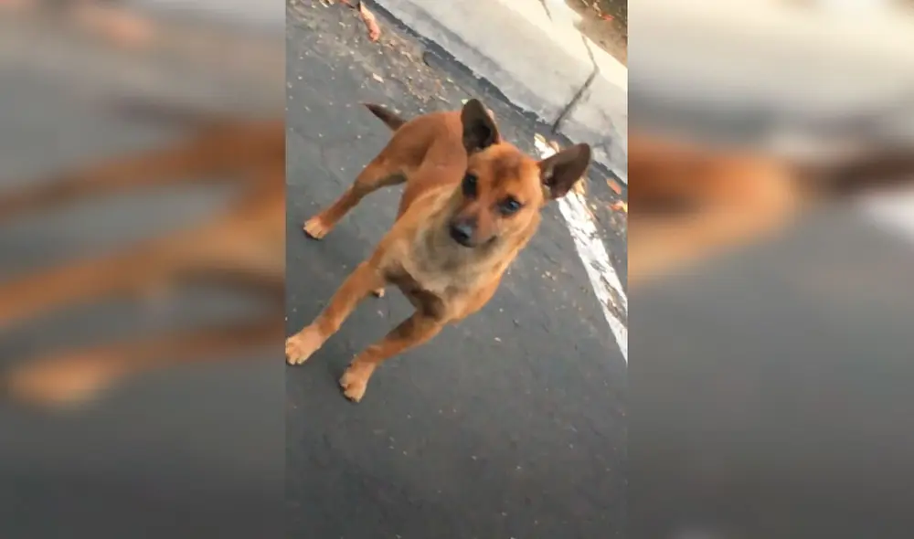 Desliza las imágenes para conocer la historia de una perrita que recibió la ayuda de un hombre para tener un nuevo hogar. Foto: El Dodo/ Referencial