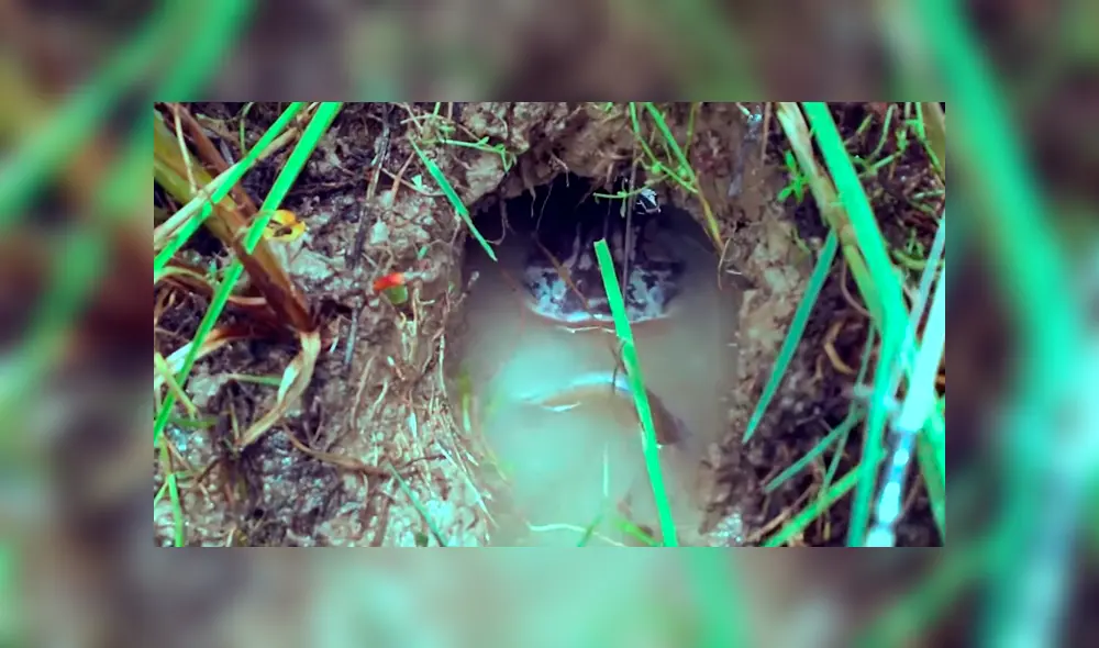 Colocan carnada en misterioso hueco para atraer a terrorífico pez, pero sucede lo peor. Colocan carnada en misterioso hueco para atraer a terrorífico pez, pero sucede lo peor.