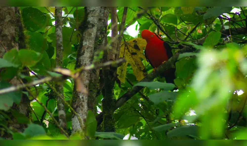 Gallito de las rocas. Comadreja. Foto: Sernanp-Hermetson Cano. Gallito de las rocas. Comadreja. Foto: Sernanp-Hermetson Cano.