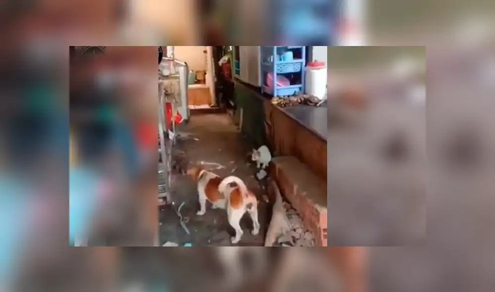 Desliza para ver más detalles de este viral que sorprendió a todos en Facebook. Foto: Captura. Desliza para ver más detalles de este viral que sorprendió a todos en Facebook. Foto: Captura.