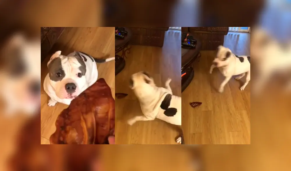 Desliza las fotografías para ver las divertidas reacciones que tiene Brutus cuando su dueña lo alimenta. Foto: Captura/ brutusthabully Desliza las fotografías para ver las divertidas reacciones que tiene Brutus cuando su dueña lo alimenta. Foto: Captura/ brutusthabully