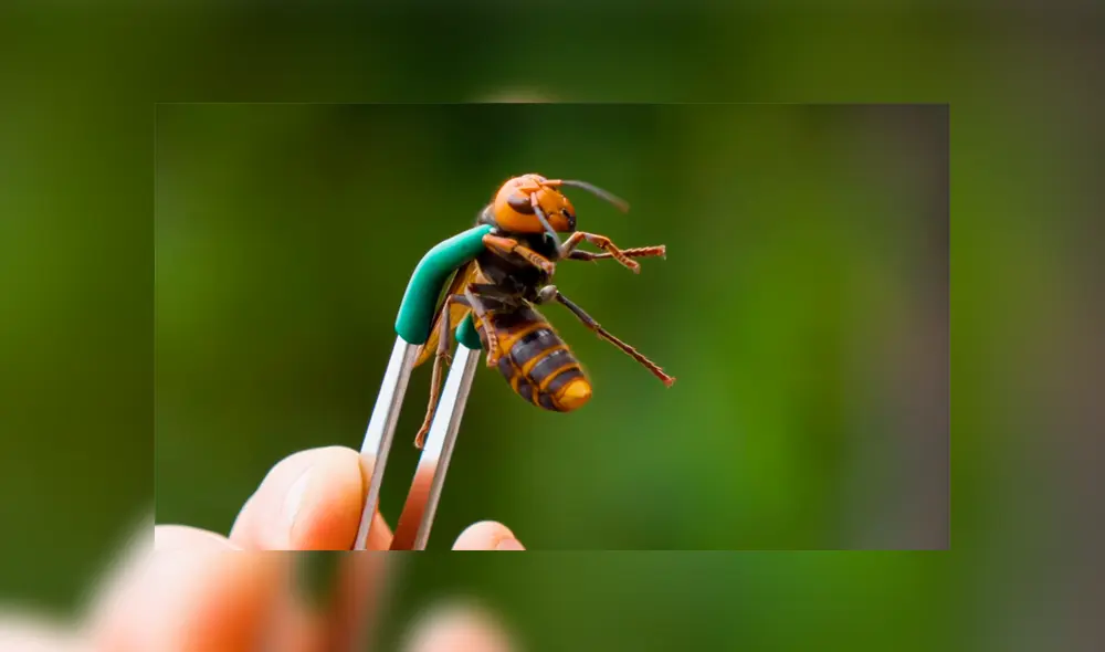 Un video muestra al famoso 'Coyote' Peterson siendo picado por una letal avispa gigante japonesa.