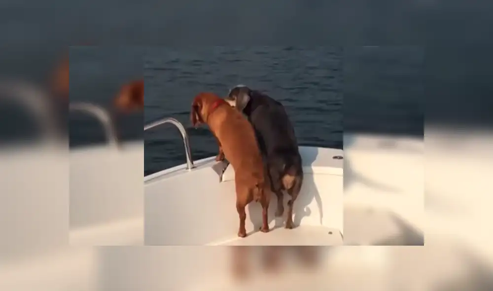 En Facebook, un perro movió sus patas de una manera peculiar tras dar un paseo en bote con sus dueños. En Facebook, un perro movió sus patas de una manera peculiar tras dar un paseo en bote con sus dueños.