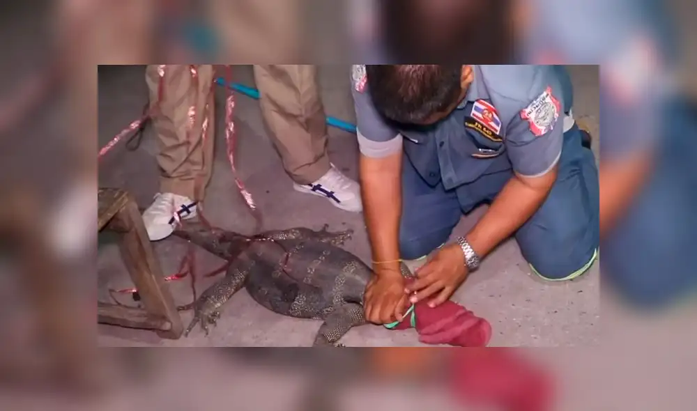 YouTube viral: Anciana descubre misteriosa criatura ingresando a su tienda [VIDEO]