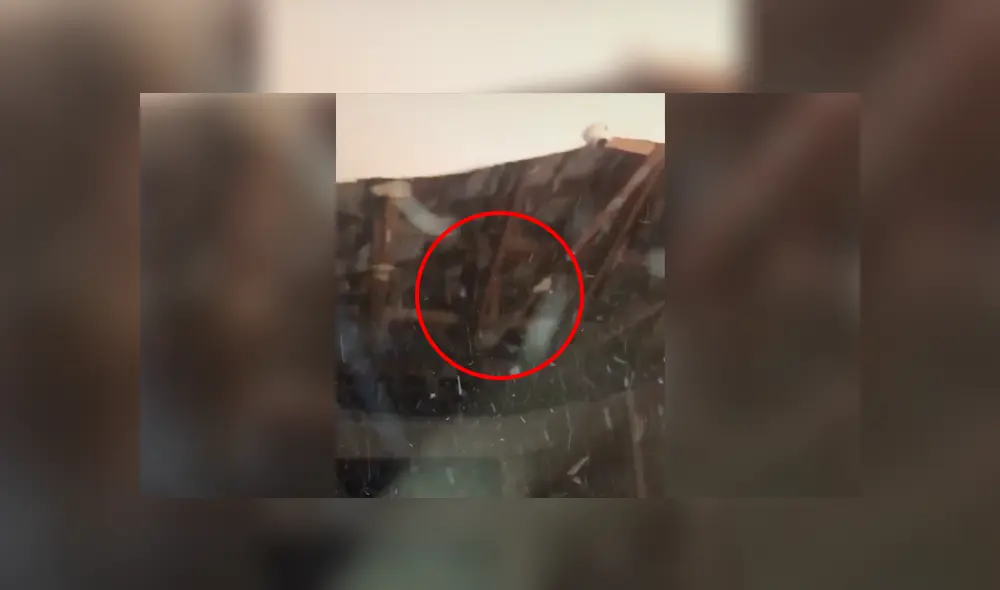 Desliza a la izquierda para ver más sobre este nuevo viral de TikTok. Foto: Captura.