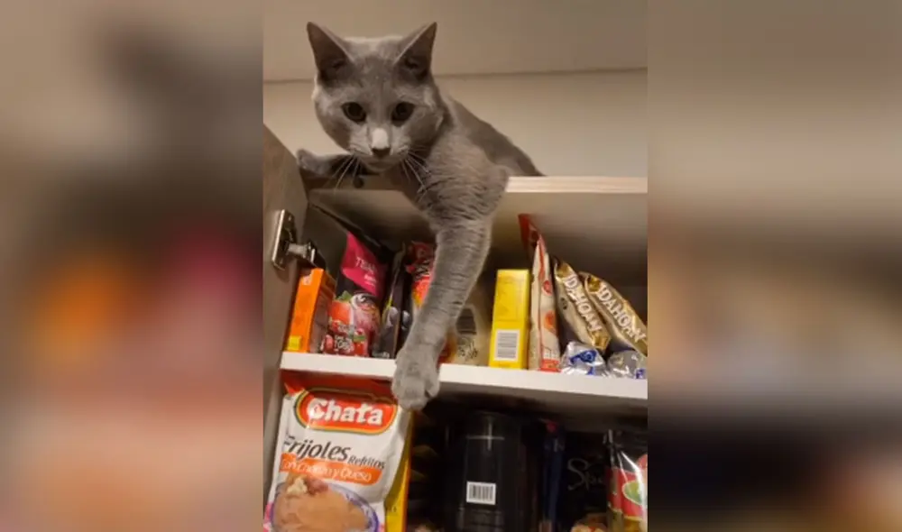Desliza las imágenes para ver más sobre el divertido comportamiento de este felino. Foto: captura de TikTok Desliza las imágenes para ver más sobre el divertido comportamiento de este felino. Foto: captura de TikTok