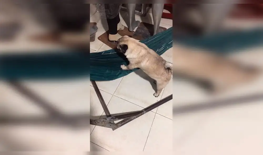 Facebook: Perro decide ir a dormir, prepara su cama y conmueve a miles [VIDEO]