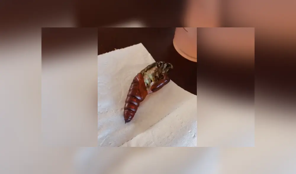 Una mujer grabó el instante en que su polilla logra salir de su capullo. Foto: TikTok Una mujer grabó el instante en que su polilla logra salir de su capullo. Foto: TikTok