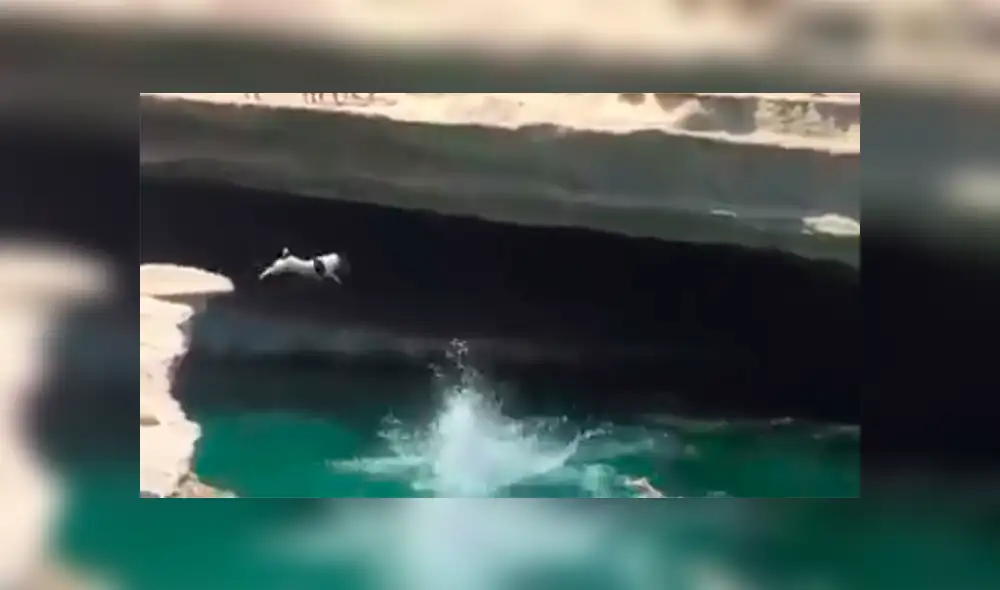 Facebook viral: Perro ve a su amo lanzarse a lago y realiza valiente sacrificio para salvarlo [VIDEO] 