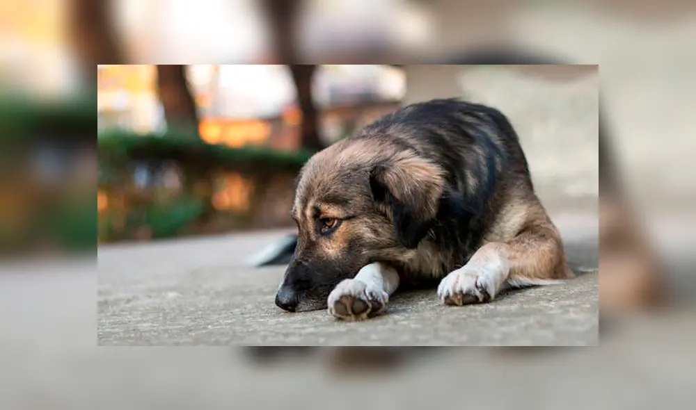 Mujer arroja aceite caliente a un perro y lo deja con graves heridas Mujer arroja aceite caliente a un perro y lo deja con graves heridas