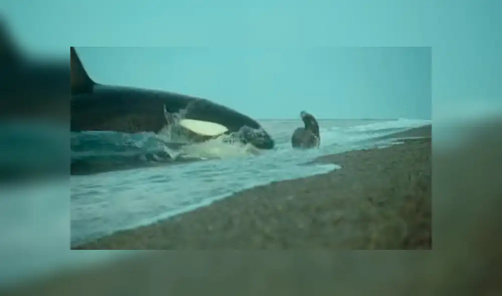 YouTube viral: Descomunal animal emerge del mar para tragar entero a un lobo marino [VIDEO] 