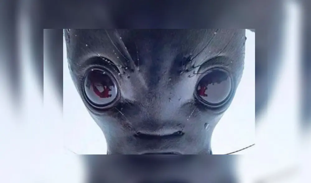 Desliza para descubrir por qué los 'tuiteros' no pueden dejar de reír ante foto de una foca mirando hacia arriba. Foto: Captura. Desliza para descubrir por qué los 'tuiteros' no pueden dejar de reír ante foto de una foca mirando hacia arriba. Foto: Captura.