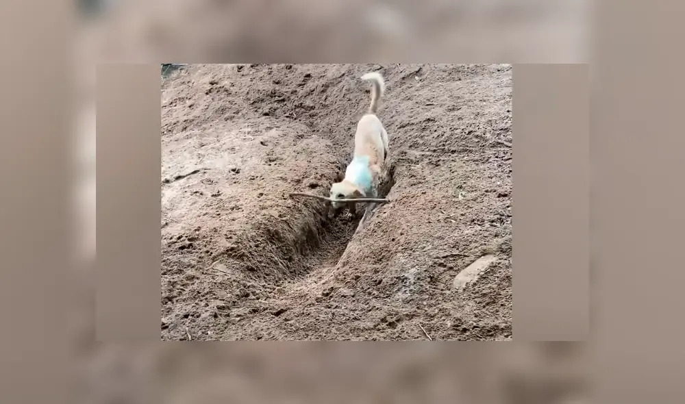 Desliza la imagen compartida en Facebook para verlas todas. Foto: Newsflare Desliza la imagen compartida en Facebook para verlas todas. Foto: Newsflare