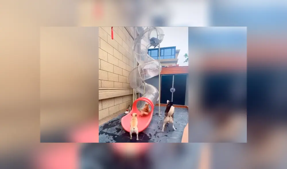 Desliza las imágenes hacia la izquierda para observar la creativa construcción de un joven para sus perros.