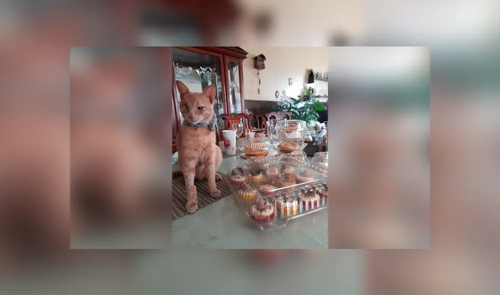 Desliza las imágenes hacia la izquierda para apreciar la noble acción de una joven para ayudar a su gato. Foto: Ximena Ortiz.