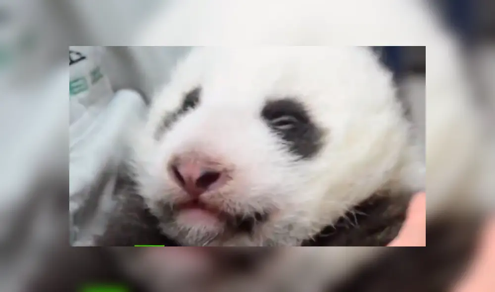 Desliza para ver la imágenes de la pequeña panda bautizada como Rou Rou. Foto: RT/Twitter