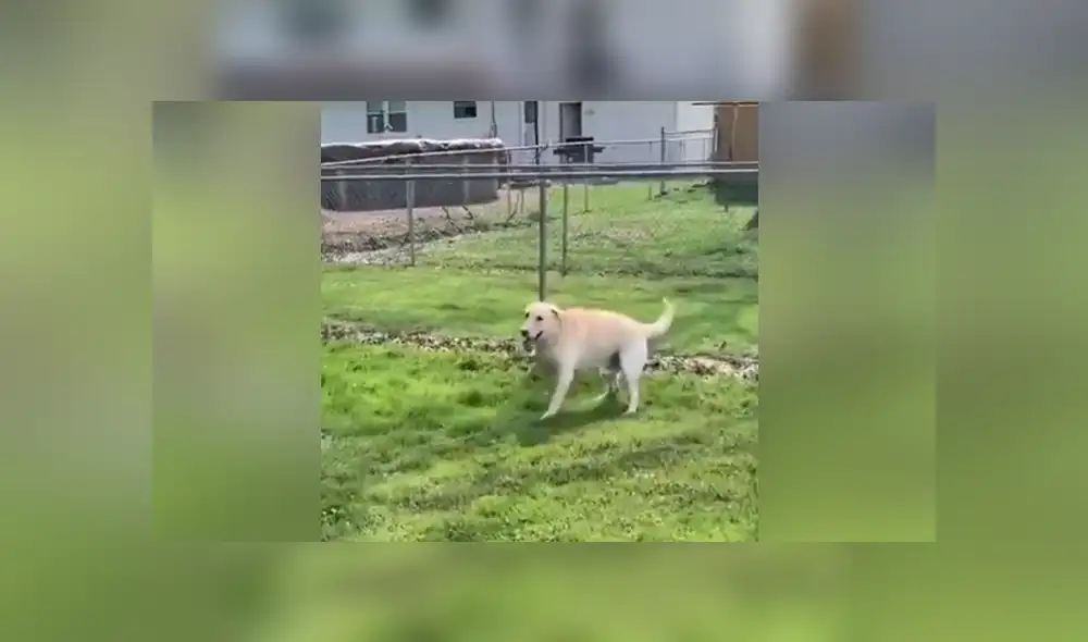 La perrita se topó con un charco de agua y no dudó en entrar a jugar. Foto: Facebook La perrita se topó con un charco de agua y no dudó en entrar a jugar. Foto: Facebook