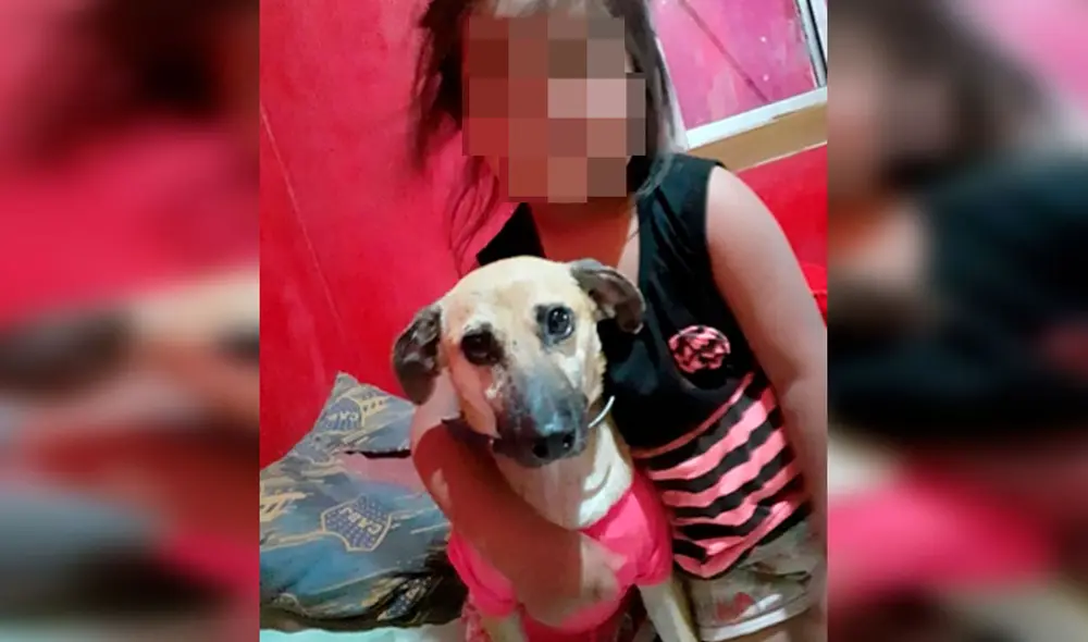 Desliza las imágenes para conocer el final feliz que consiguió una perrita llamada Cati tras ser adoptada. Foto: Misiones Online/ Referencial Desliza las imágenes para conocer el final feliz que consiguió una perrita llamada Cati tras ser adoptada. Foto: Misiones Online/ Referencial