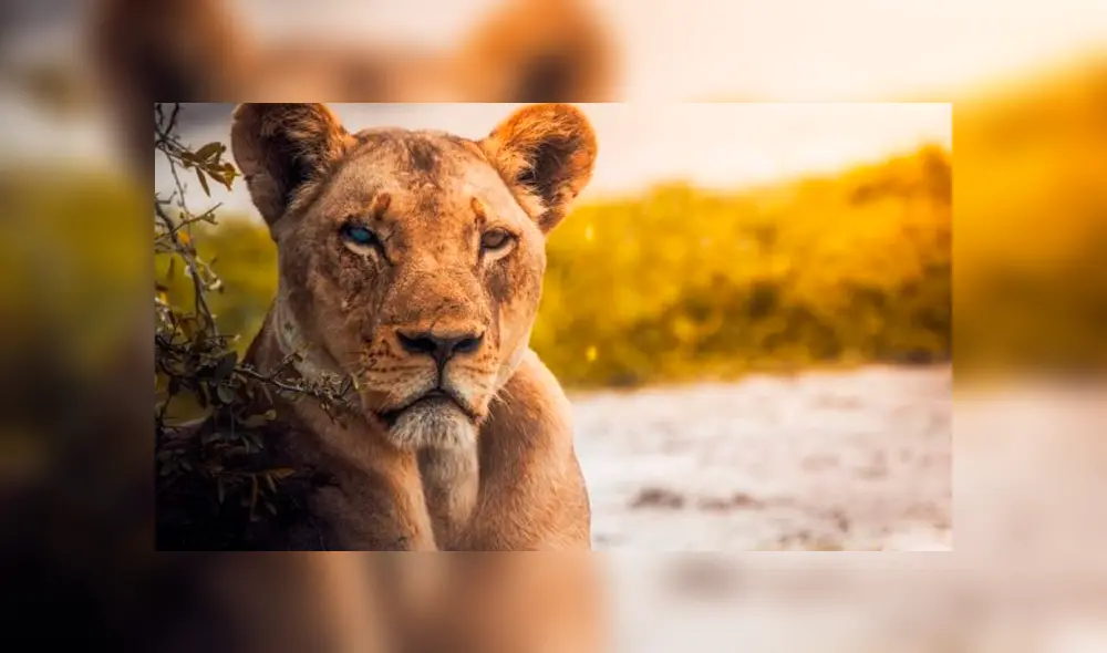 Desliza hacia la izquierda las imágenes del viral de Facebook para que puedas ver el ojo de cristal de una leona en la selva de África. Desliza hacia la izquierda las imágenes del viral de Facebook para que puedas ver el ojo de cristal de una leona en la selva de África.