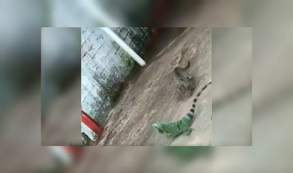 En Facebook se compartió un video viral del enfrentamiento de un osado gato con una iguana.