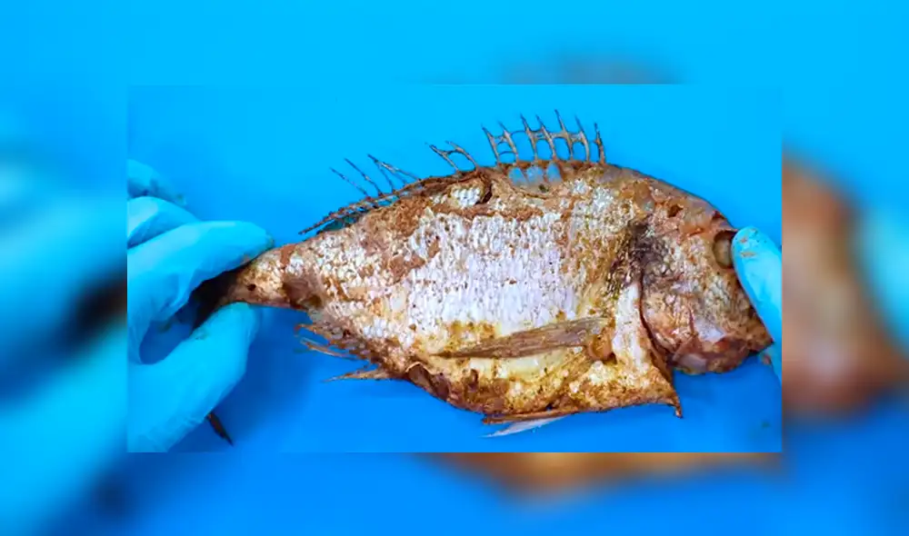 YouTube viral: Arroja pescado a recipiente lleno de gusanos carnívoros y esto sucede [VIDEO]