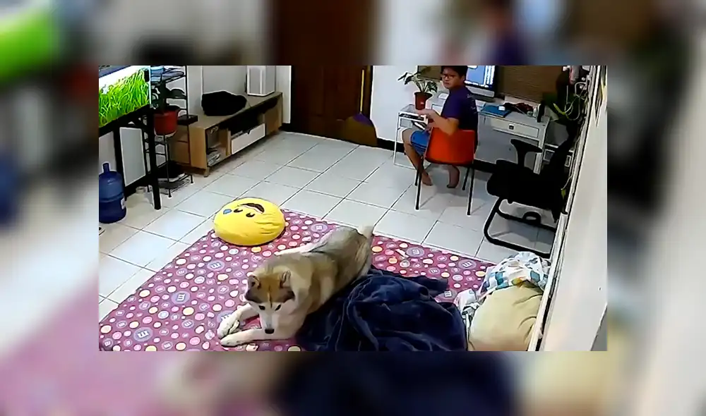 Los animales pueden sufrir traumas a causa de un movimiento sísmico. Foto: Viral Press Los animales pueden sufrir traumas a causa de un movimiento sísmico. Foto: Viral Press