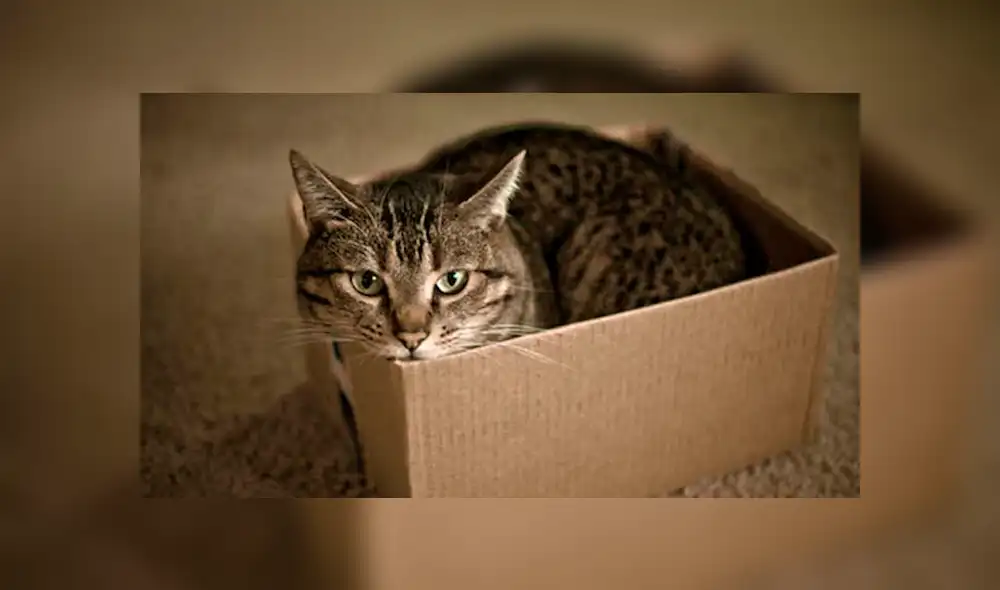 YouTube viral: ¿por qué todos los gatos adoran meterse en las cajas? [VIDEO]