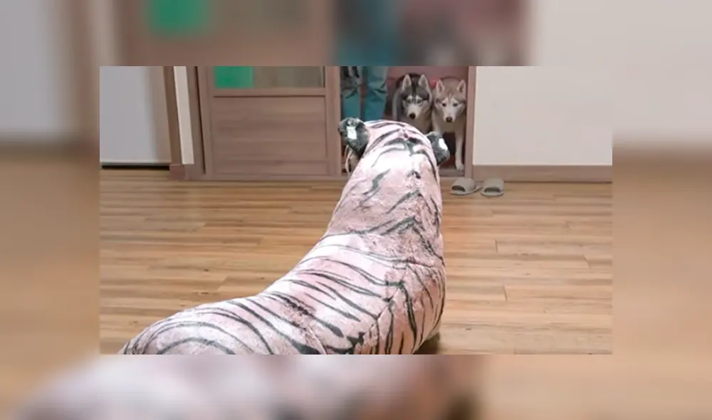 Desliza hacia la izquierda para ver las imágenes del divertido video viral de Facebook.