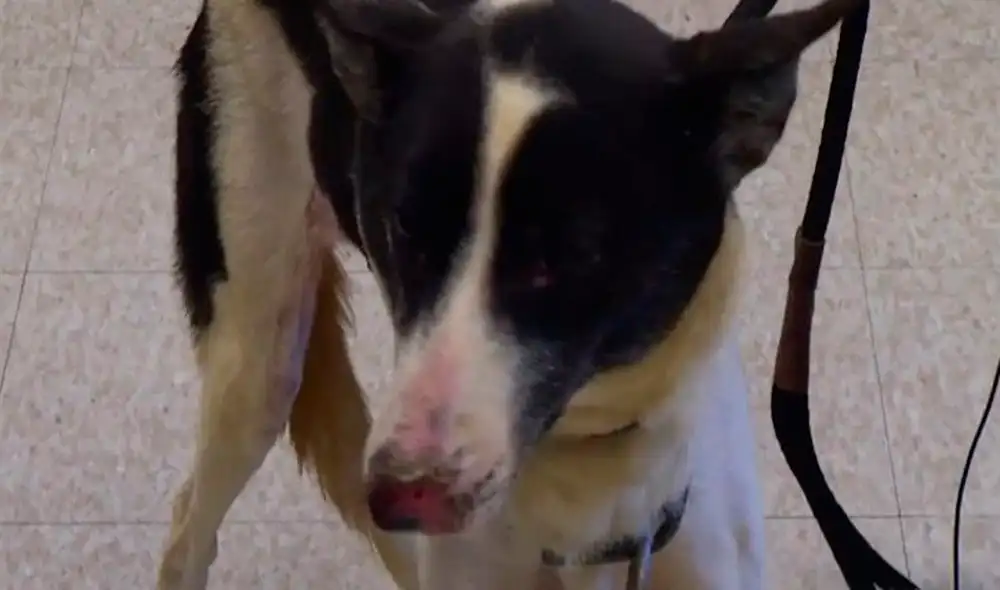 YouTube viral: Bombero salva de un incendio a 46 perros que vivían en ...