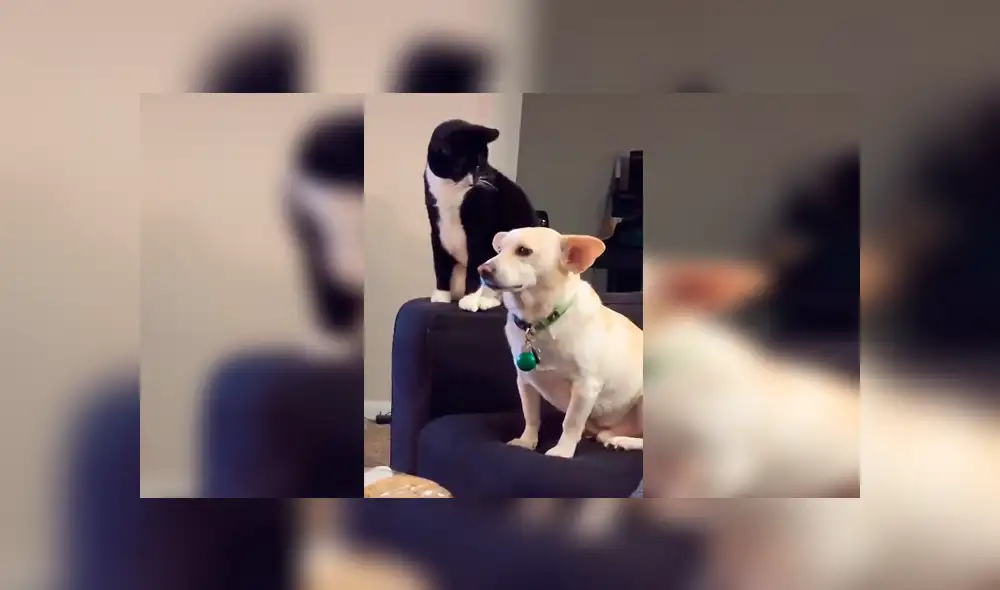 En Tik Tok, un perro y un gato protagonizaron una fuerte pelea cuando su dueña los dejó solos en casa.