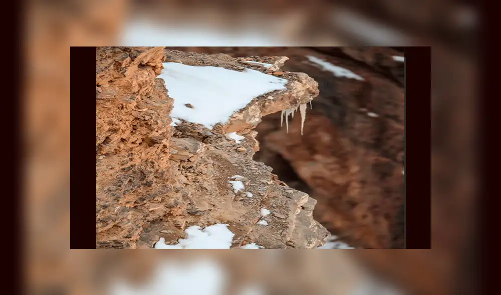 Facebook: el reto del leopardo, un viral que muy pocos han podido resolver [FOTO]