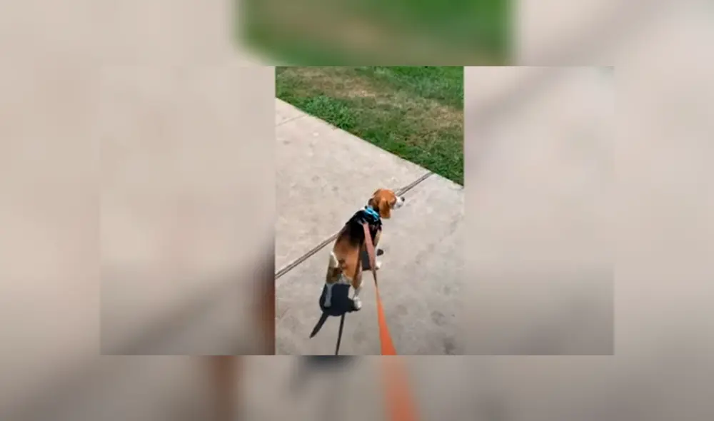 Desliza las imágenes hacia la izquierda para apreciar la conmovedora escena entre dos perros durante la cuarentena. Desliza las imágenes hacia la izquierda para apreciar la conmovedora escena entre dos perros durante la cuarentena.