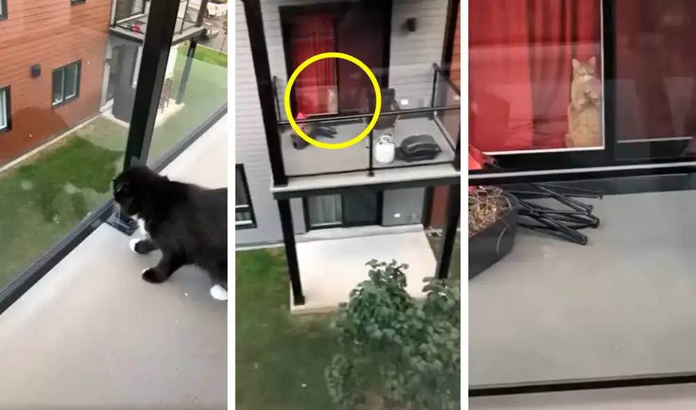 Desliza las imágenes para apreciar la amorosa acción de un gato para volver a encontrarse con su ‘amigo’. Foto: Captura de Facebook