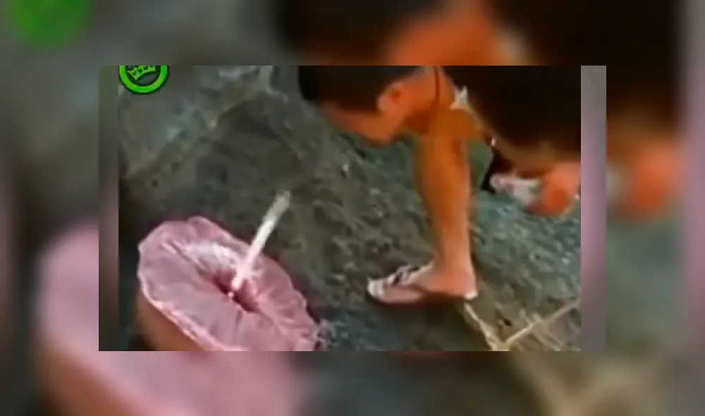 Bañistas descubren misteriosa criatura marina, la examinan y sucede lo inesperado Bañistas descubren misteriosa criatura marina, la examinan y sucede lo inesperado