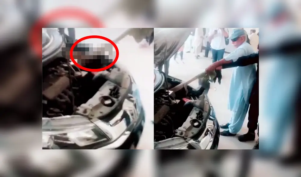 Mecánico revisa el interior de un carro y encuentra peligroso animal que vivía dentro. Mecánico revisa el interior de un carro y encuentra peligroso animal que vivía dentro.