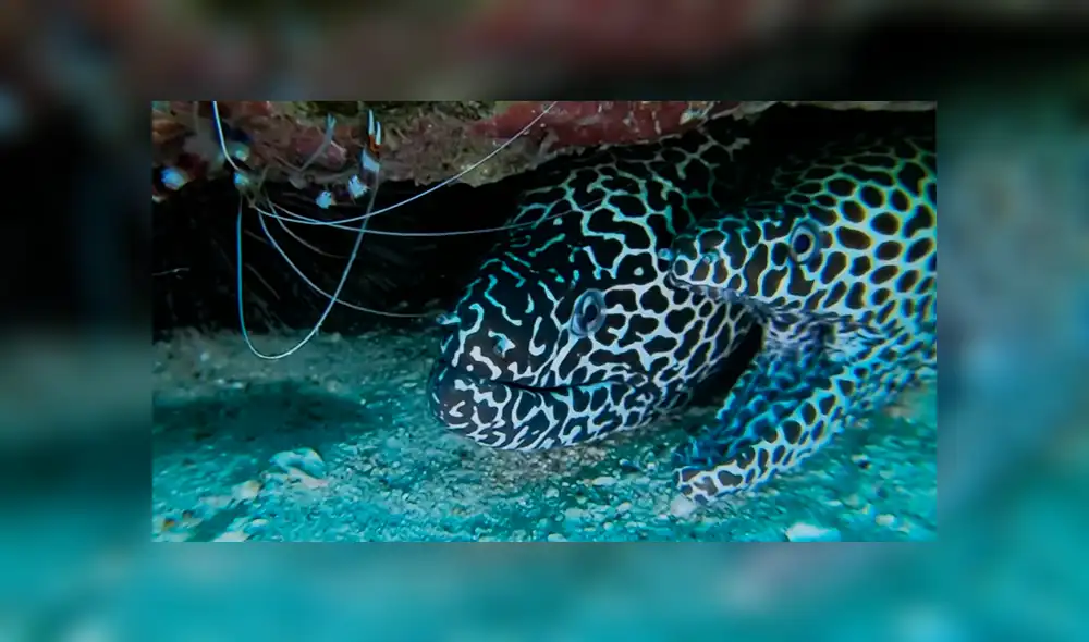 Un buzo vivió un aterrador momento al sumergirse en el océano y encontrar un raro animal. Un buzo vivió un aterrador momento al sumergirse en el océano y encontrar un raro animal.