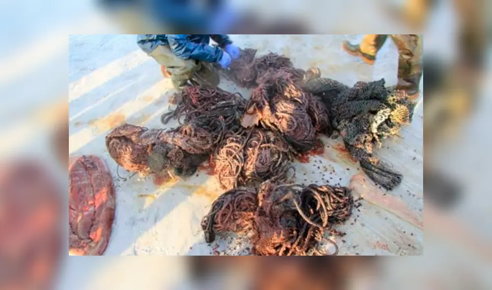 Hallan ballena varada y expertos encuentran 100 kilos de basura en su estómago [FOTOS]