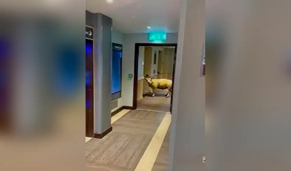 El video de una oveja esperando el ascensor dentro de un hotel en Reino Unido ha sorprendido a los usuarios de Facebook. El animal esperó que los huéspedes salgan para ingresar y continuar con su recorrido.