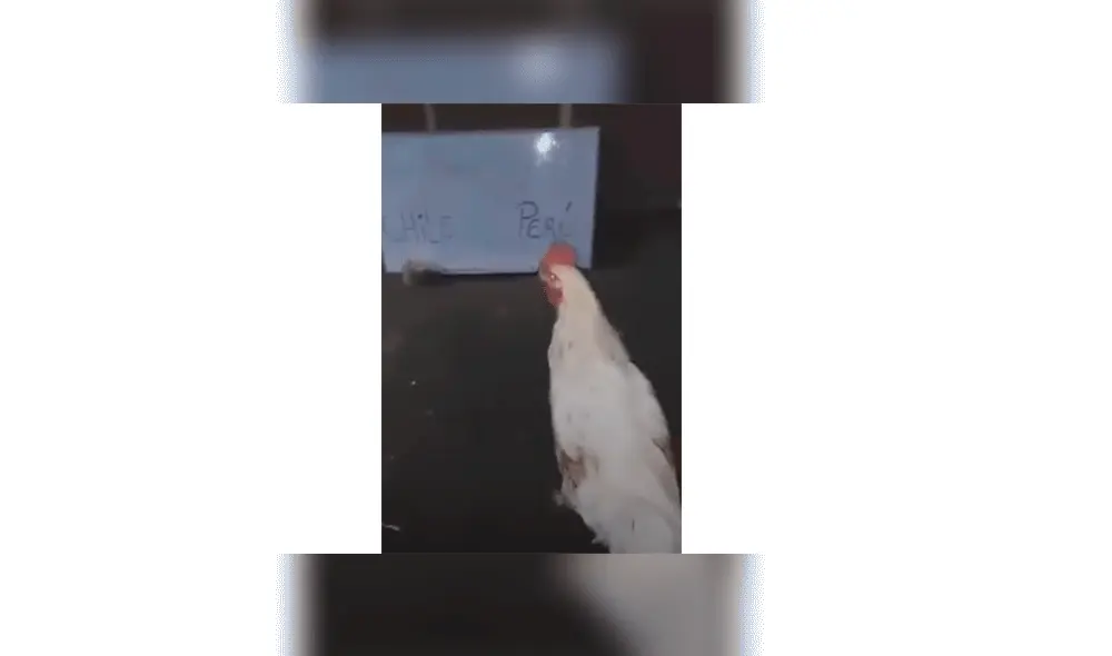 ‘Poly’, como se llama esta gallina, ha acertado en todas sus predicciones, por lo que ha ganado miles de devotos en las redes sociales. ‘Poly’, como se llama esta gallina, ha acertado en todas sus predicciones, por lo que ha ganado miles de devotos en las redes sociales.