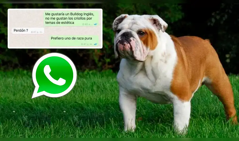 WhatsApp: Quiere adoptar un bulldog inglés y recibe una épica respuesta [FOTO]