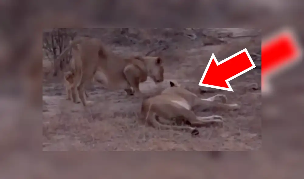 Turistas se topan con familia de leones y graban conmovedora escena jamás antes vista. Turistas se topan con familia de leones y graban conmovedora escena jamás antes vista.