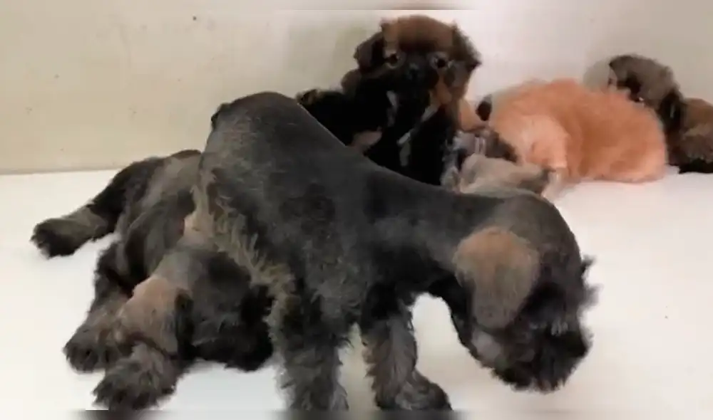 Chiclayo: rescatan perros comercializados de manera ilícita en centro de la ciudad [VIDEO]