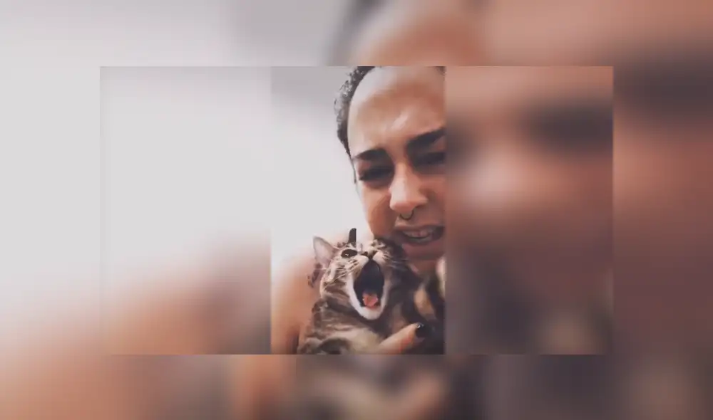 Desliza las imágenes para observar la acción de un gato para impedir que darse un baño en la ducha.