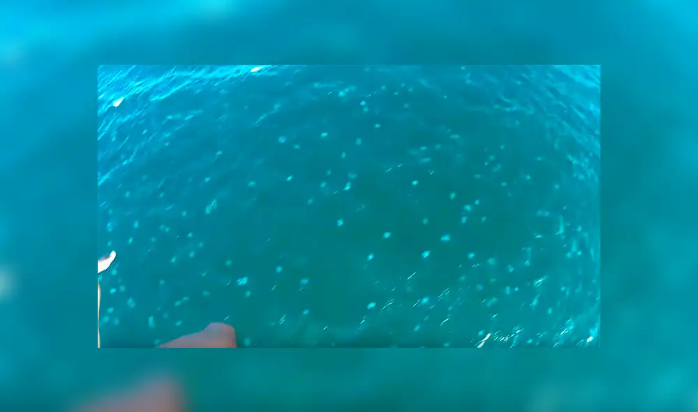 Un video viral de YouTube registró el instante en que un par de hombres casi caen en un mar repleto de medusas venenosas, sin imaginar lo que pasaría.