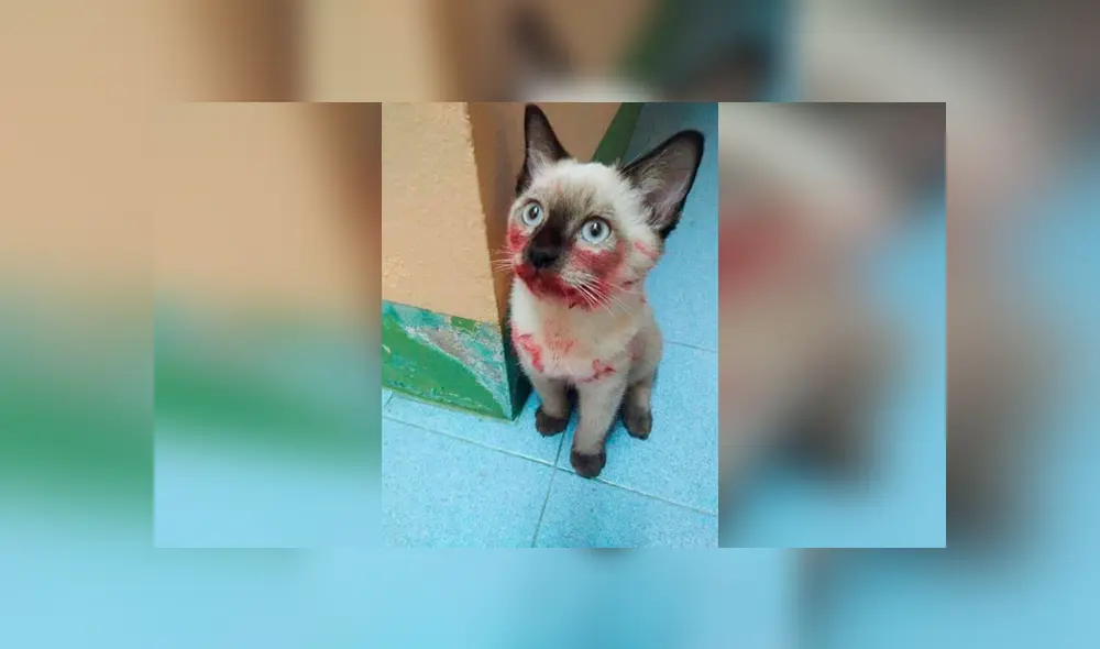 Desliza las imágenes para conocer la travesura que cometió un gato en un momento de distracción de su dueña. Foto: Adriana Paz. Desliza las imágenes para conocer la travesura que cometió un gato en un momento de distracción de su dueña. Foto: Adriana Paz.