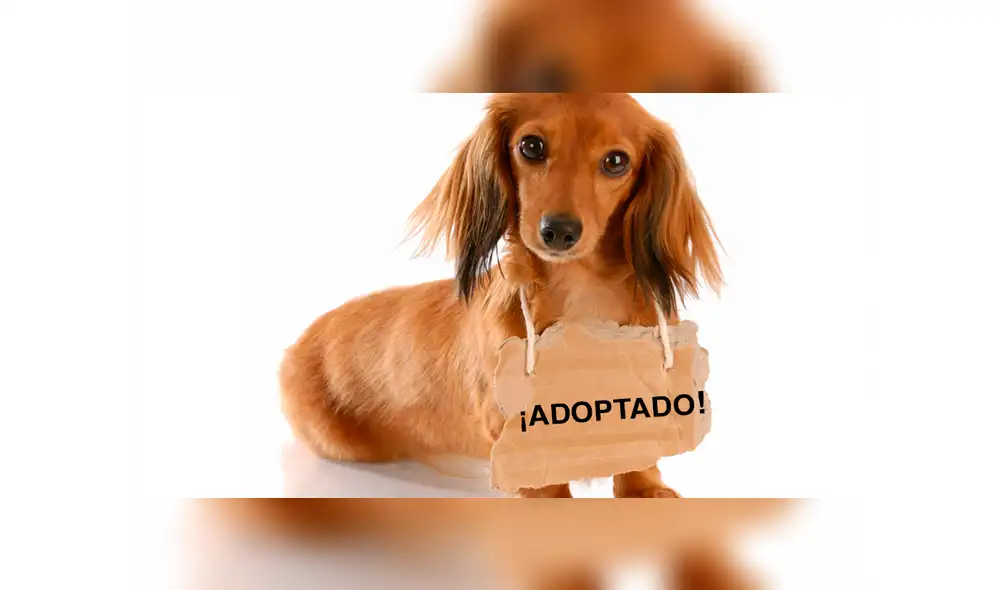 Vía Facebook: tierno cachorro 'sonrie' al saber que será adoptado y tendrá nueva familia [VIDEO] 