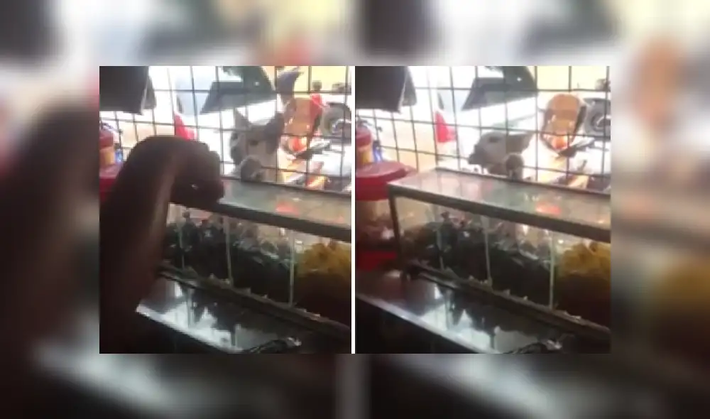 Desliza las imágenes para ver más detalles de esta cómica escena que es viral en Facebook. Desliza las imágenes para ver más detalles de esta cómica escena que es viral en Facebook.